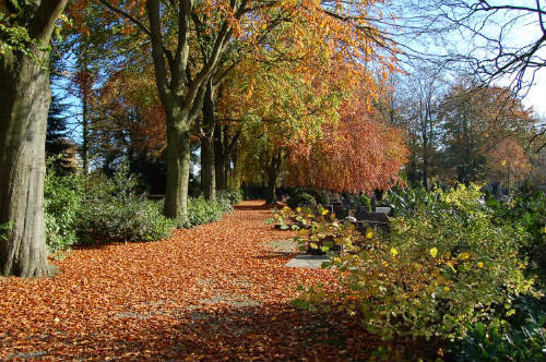 Paadje in de herfst met afgevallen blad en prachtige herfstkleuren op de begraafplaats aan de Oldenzaalsestraat.