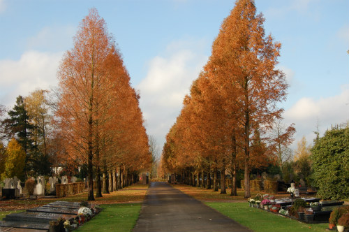 Statige laan met hoge bomen op de begraafplaats aan de Deurningerstraat.