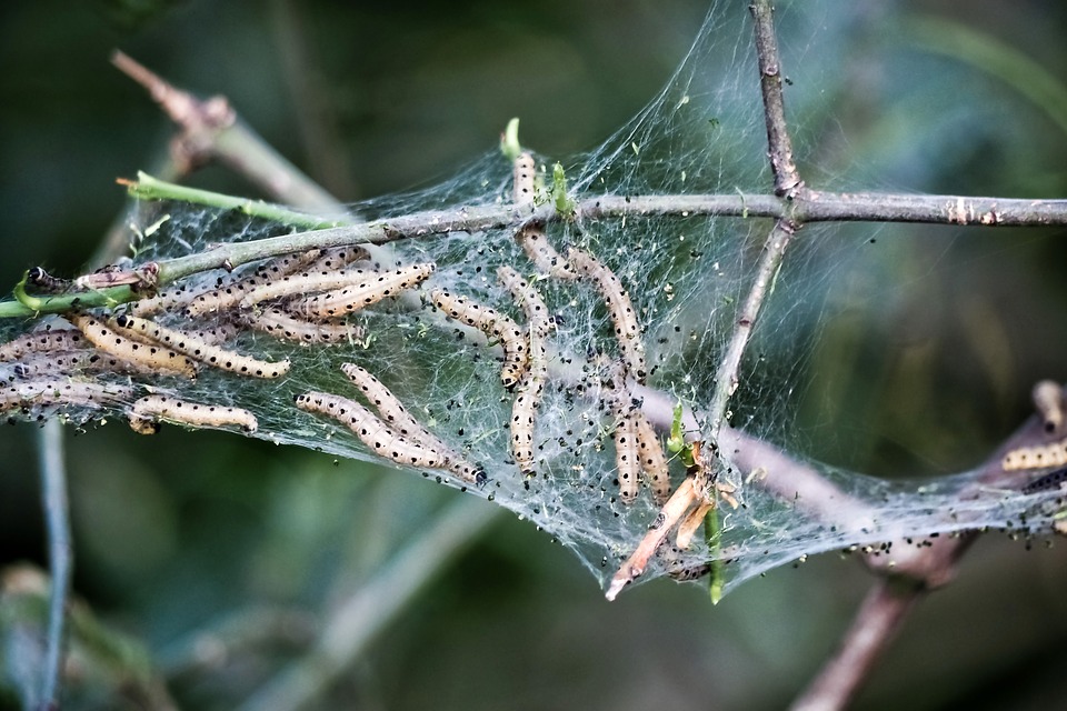 Rupsen van de spinselmot zijn ongevaarlijk